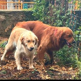 Golden retriever