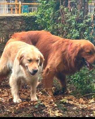 Golden retriever