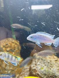 Pesci tropicali Malawi mbuna