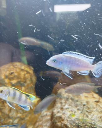 Pesci tropicali Malawi mbuna