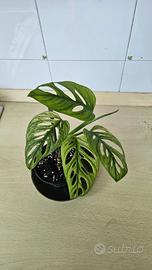 Monstera Adansoni Variegata
