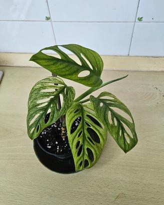 Monstera Adansoni Variegata