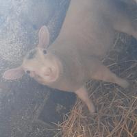 Agnello francese