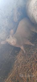 Agnello francese