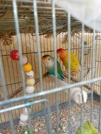 Coppie formate inseparabili