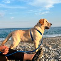 Maschio di Labrador disponibile per accoppiamento