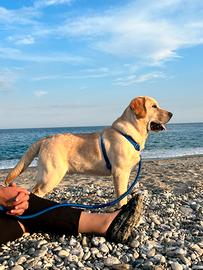 Maschio di Labrador disponibile per accoppiamento