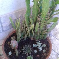 Aloe fiorita, agave, cactus, succulente varie