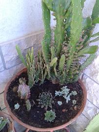 Aloe fiorita, agave, cactus, succulente varie