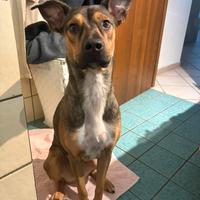 Lea cucciola dolcissima e affamata di attenzioni