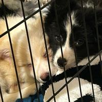 Cuccioli di Border Collie