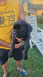 Cane corso