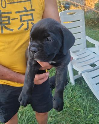 Cane corso