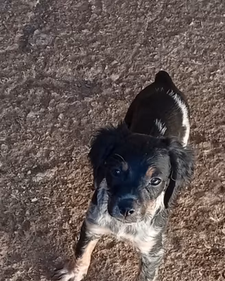 Cuccioli di Breton