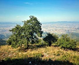 Terreno boschivo Monte Morello