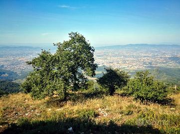 Terreno boschivo Monte Morello