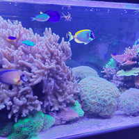 Coralli acquario marino