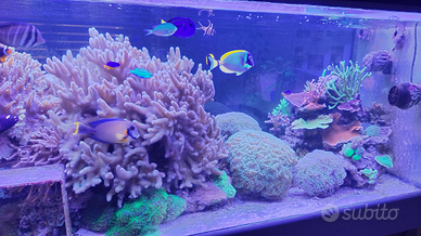 Coralli acquario marino