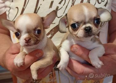 Chihuahua