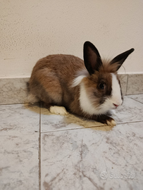 Coniglietto nano