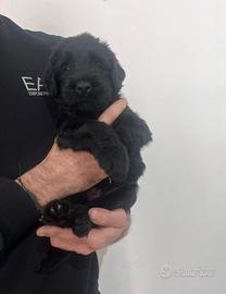 Cuccioli schnauzer gigante nero