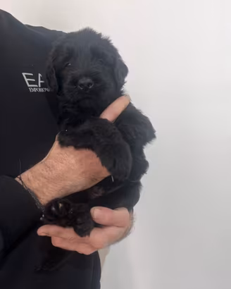 Cuccioli schnauzer gigante nero