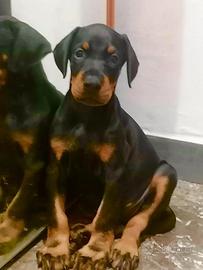 Cuccioli dobermann