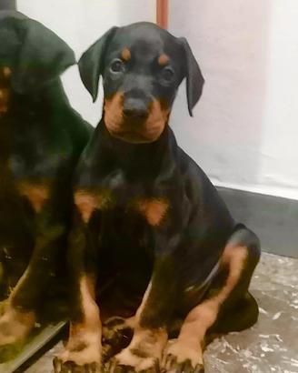 Cuccioli dobermann