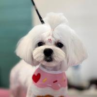 Maltese toy