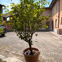 Piante di limone in vaso  di 30anni zona Stradella