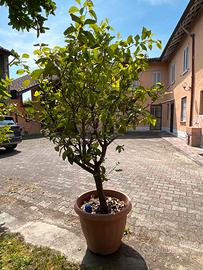 Piante di limone in vaso  di 30anni zona Stradella