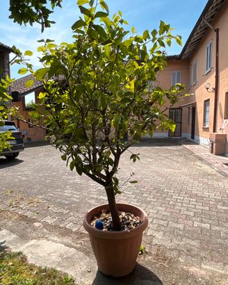 Piante di limone in vaso  di 30anni zona Stradella