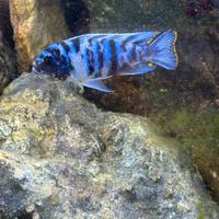 Matriaclima zebra masinje MC