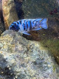 Matriaclima zebra masinje MC