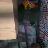 Caicco coppia già formata