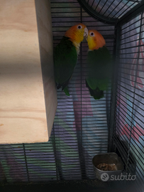 Caicco coppia già formata