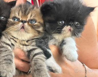 Cuccioli esotici nati il 15 giugno