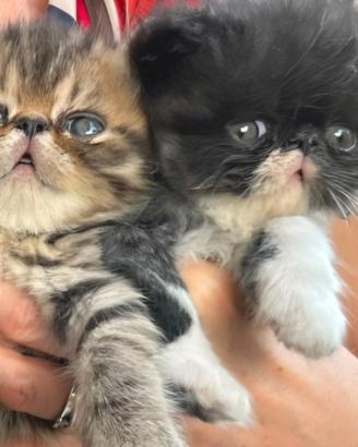 Cuccioli esotici nati il 15 giugno