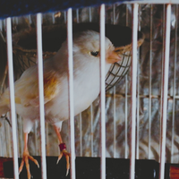 Uccelli
