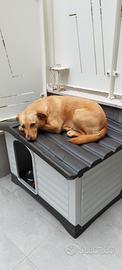 cuccia XL per cani 