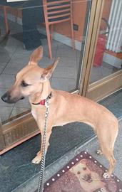 Splendido cucciolo aspetta la sua famiglia