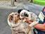 Immagine 5