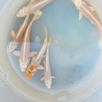 Carpe koi 5-15 cm oranda