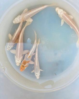 Carpe koi 5-15 cm oranda