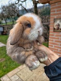 Conigli minilop cuccioli