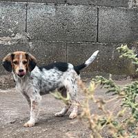 Cucciolo Beagle/Breton