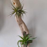 Piante (Tillandsie) su legno driftwood, homedesign