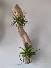 Piante (Tillandsie) su legno driftwood, homedesign