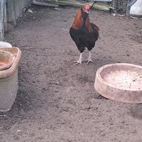 Gallo aracauna
