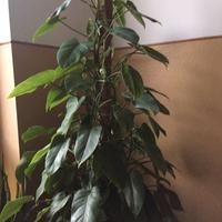 piante da interno